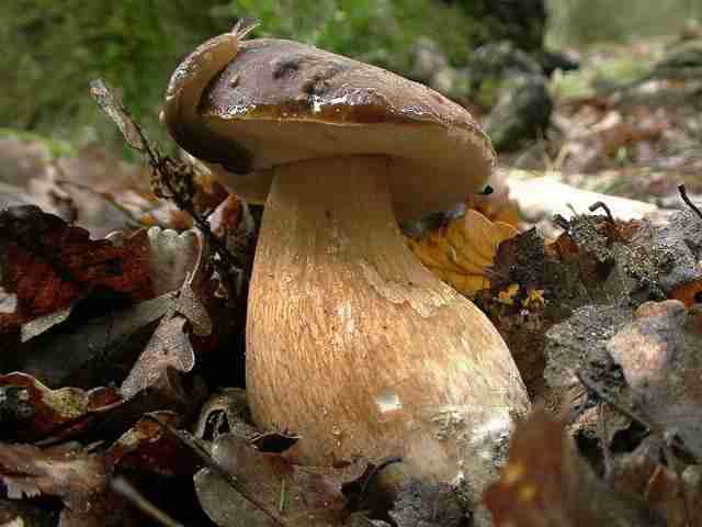  Image name: 45 Porcino.jpg 
 width: 640 pixel 
 height: 480 pixel 
 Size: 21971 bytes 
 Click to enlarge 